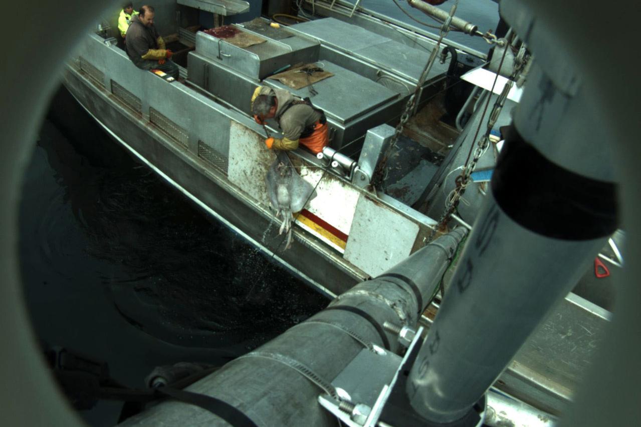 <p class="caption--image">Skate bycatch on a halibut fishing vessel, recorded via onboard camera (Image: NOAA)</p>