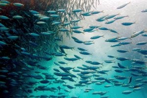 <p>A school of sardines swimming in the Pacific Ocean. Given the potential of small fish to lock away carbon into the deep sea, researchers and policymakers are looking for ways to harness their power to mitigate climate change. (Image: Alamy)</p>