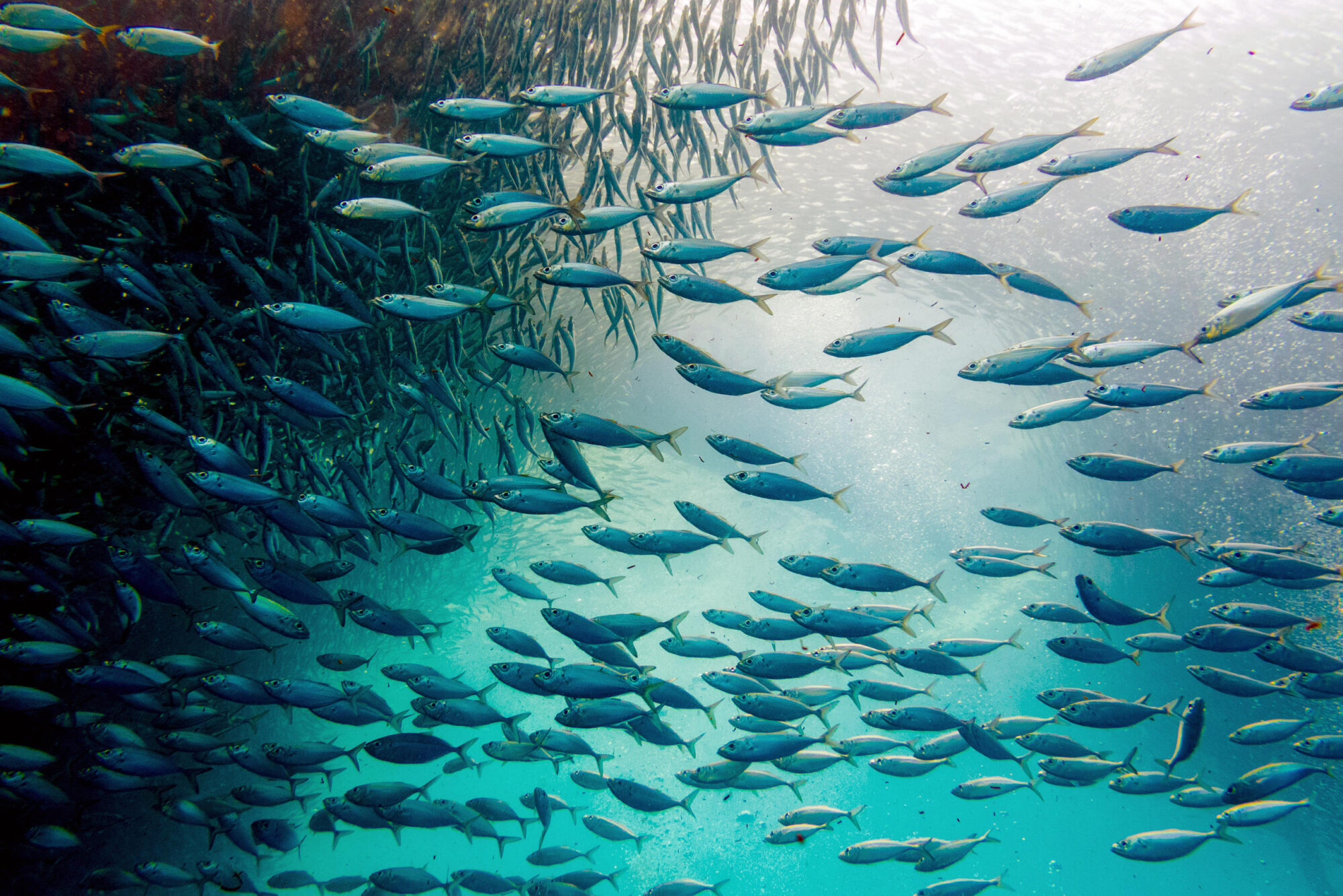 <p>研究发现成群的小鱼也能发挥将碳封存到深海中的重要作用。图片来源：Alamy</p>