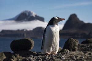 <p>南极洲巴里恩托斯岛上的一只巴布亚企鹅。拜登的气候问题特使约翰·克里最近宣布，美国将支持在南极建立两个新的海洋保护区。（图片来源：Andrew McConnell / Greenpeace）</p>