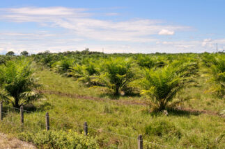 <p>Una plantación de palma aceitera en el departamento de Meta, Colombia. Tras un importante crecimiento de la industria en las últimas décadas, el país se ha convertido en el cuarto productor y exportador mundial de aceite de palma, y casi un tercio de su producción cumple con la certificación de sostenibilidad. Pero se enfrenta a retos para mantener y aumentar este porcentaje. (Imagen: Florian Kopp / Alamy)</p>
<p>&nbsp;</p>