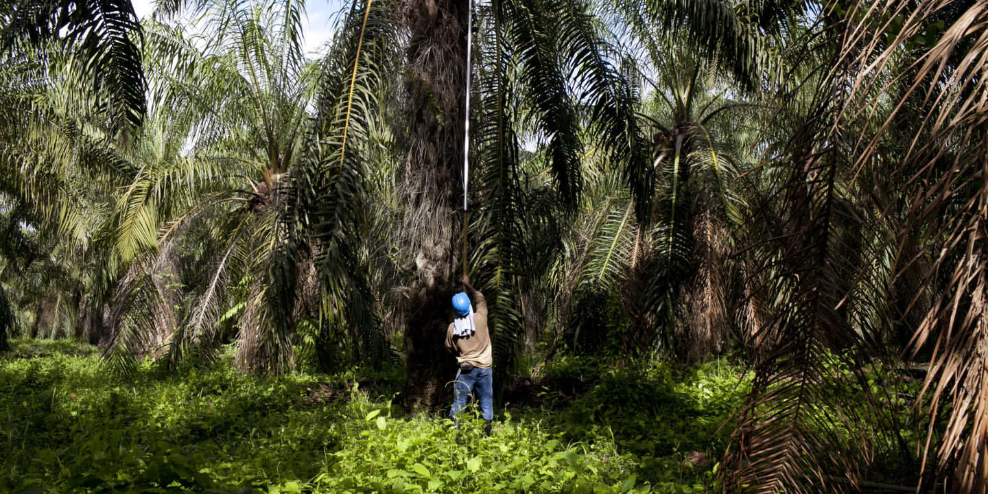 A worker on a palm oil plantation