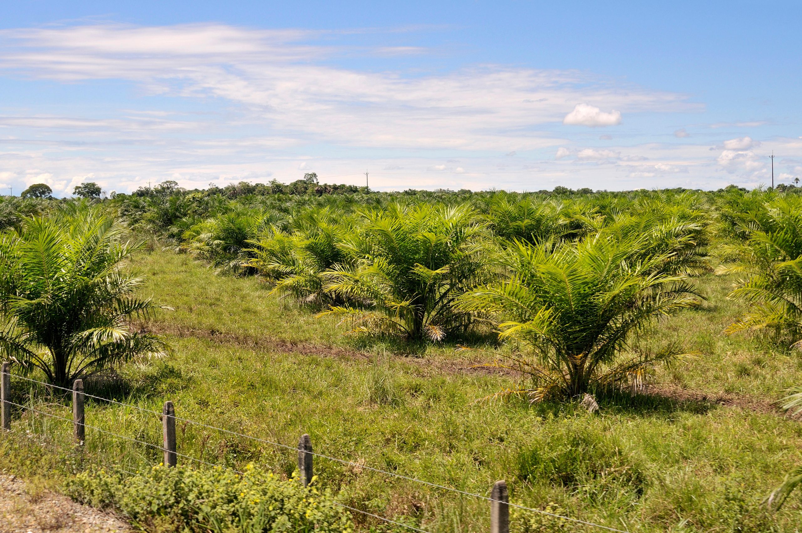 <p>A palm oil plantation in Meta province, Colombia. After significant growth in the country&#8217;s industry in recent decades, it has become the world&#8217;s fourth largest producer and exporter of palm oil, while nearly a third of its production complies with sustainability certification. But it faces challenges to sustain and increase this percentage. (Image: Florian Kopp / Alamy)</p>