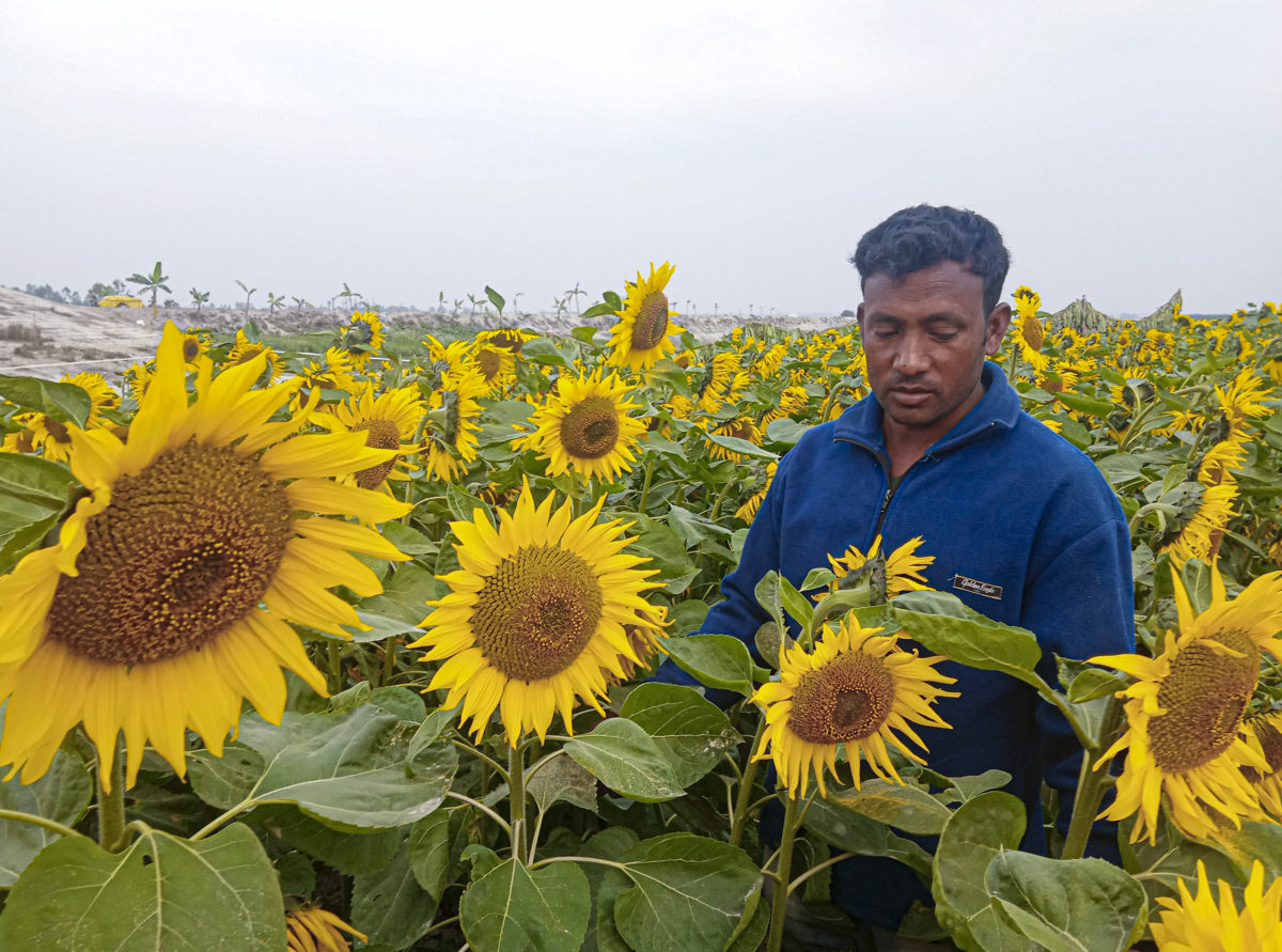 Shift away from tobacco farming saves water and lives in Bangladesh