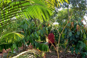 <p>A farmer walks within a regenerative agriculture project in the Brazilian Amazon. Here, oil palm is planted alongside açaí, cocoa and ingá. (Image: © Jimi Amaral/SAF Dendê via CIFOR-ICRAF Brazil)</p>