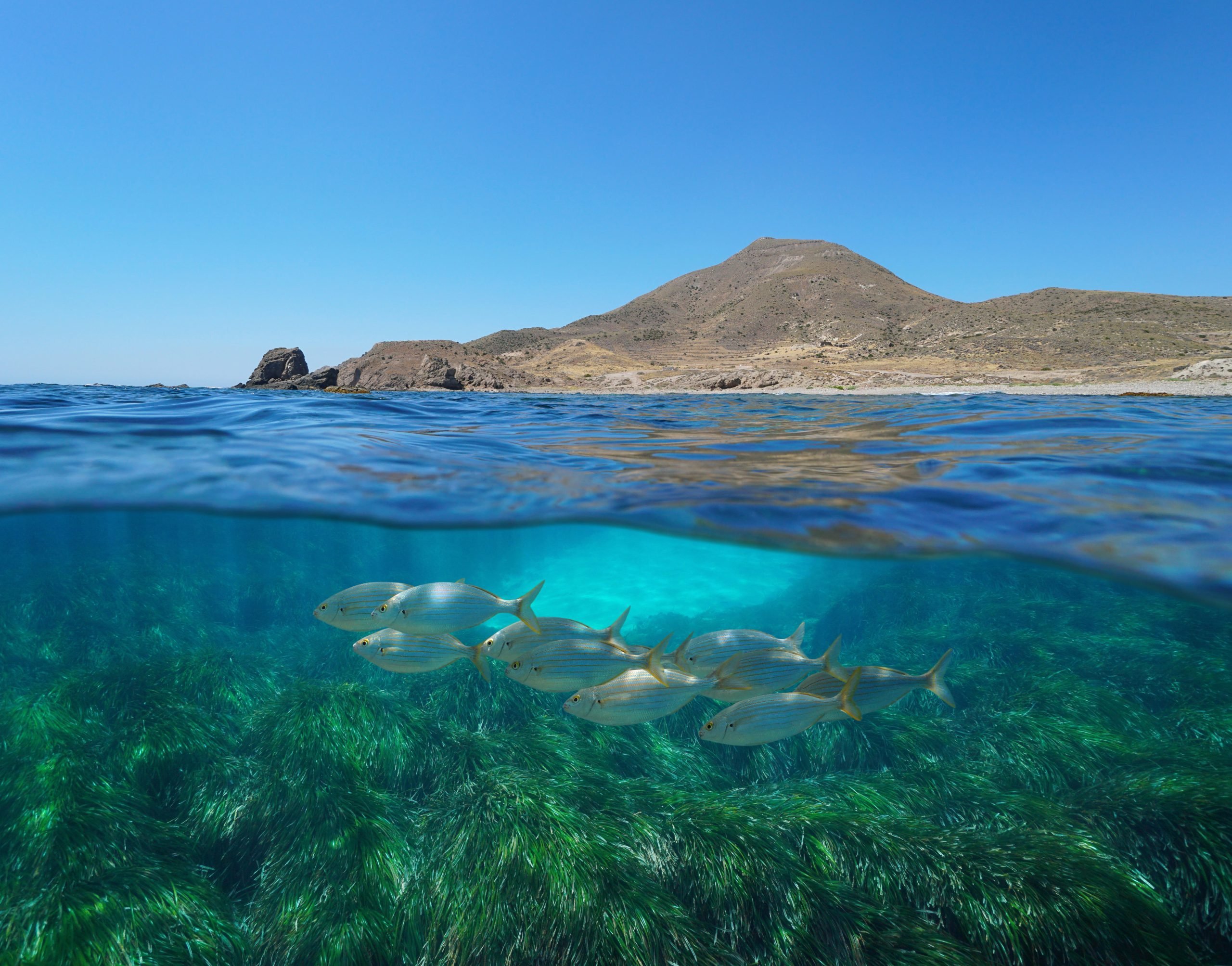 <p>Seabed grass and fish in the Mediterranean Sea in Andalusia, Spain. Seabed meadows are one of the coastal ecosystems valued for their ability to capture carbon and their potential to mitigate climate change. (Image: Seaphotoart/Alamy)</p>