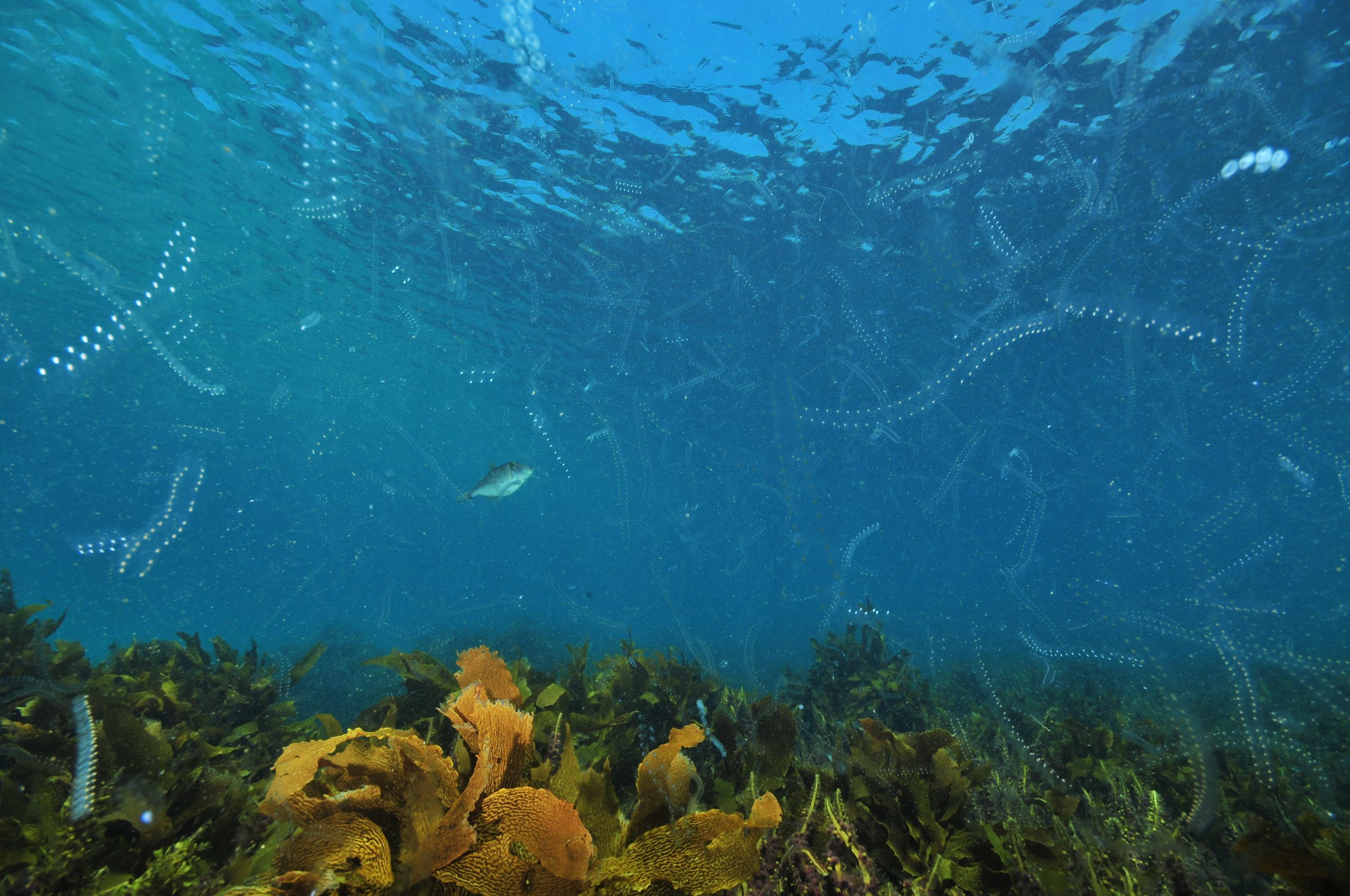 <p>提高浮游生物丰度和种植海带林是海洋二氧化碳清除的两种方法，但关于它们是否可行以及推广它们应遵循何种行为准则仍存在疑问。图片来源：Daniel Poloha / Alamy</p>