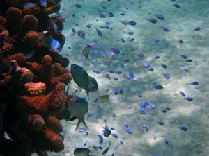 Juvenile fish near a coral reef in French Polynesia, which is part of France’s EEZ. The European country has committed to managing its waters 100% sustainably by 2025.