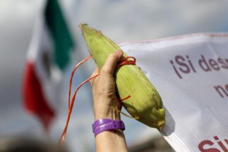 A hand holding an ear of corn and a Mexican flag in the background.