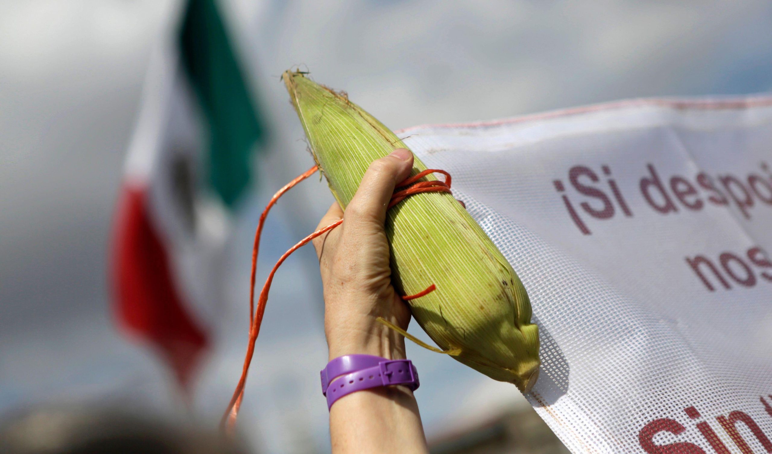 <p>A demonstrator holds up a corn cob at a protest against Monsanto in Mexico City in 2014, led by the Sin Maíz No Hay Pais campaign. Genetically modified (GM) crops have long been a controversial issue in Mexico, and recent developments have seen the government show support for the anti-GM movement. (Image: Henry Romero / Alamy)</p>