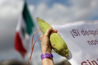 Uma mão segurando uma espiga de milho e uma bandeira mexicana ao fundo.