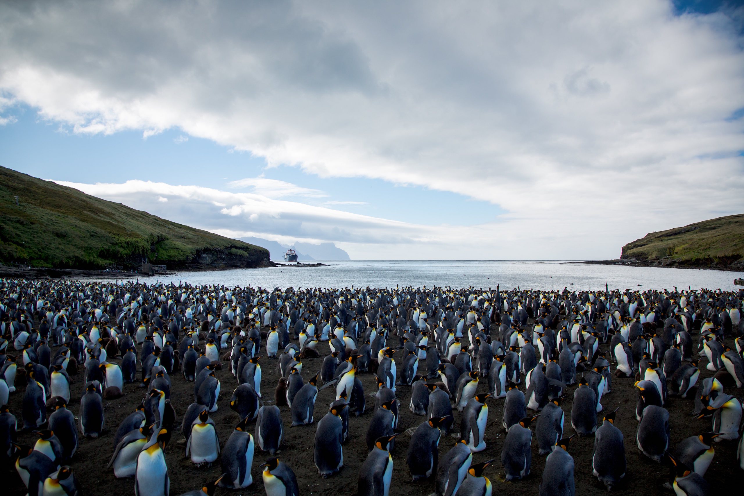Penguins on one of the Crozet islands in the Indian Ocean