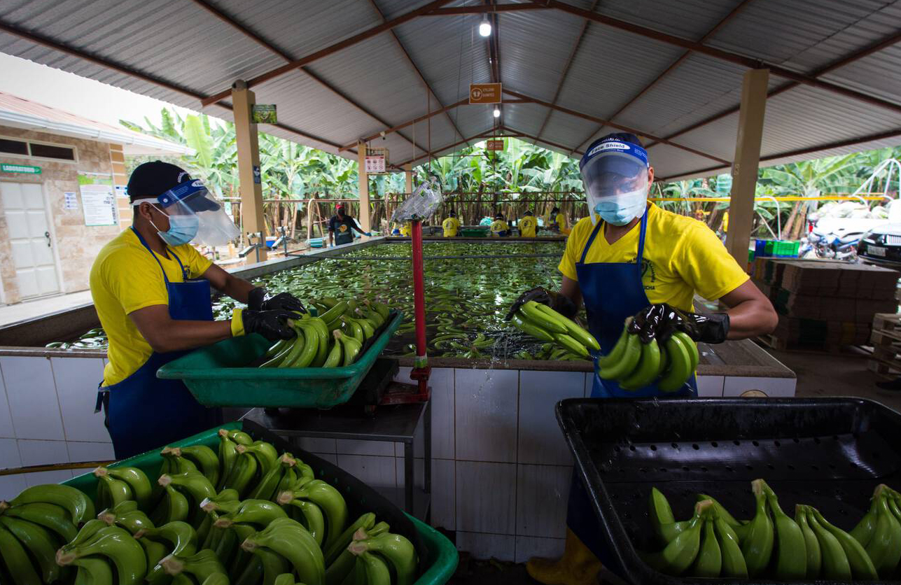 Trabalhadores lavam bananas no Equador