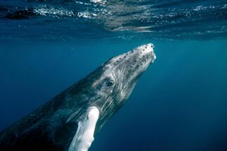 Baleia no mar