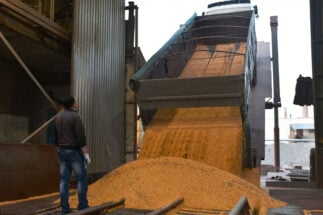 Un hombre mira a un camión descargando granos de maíz