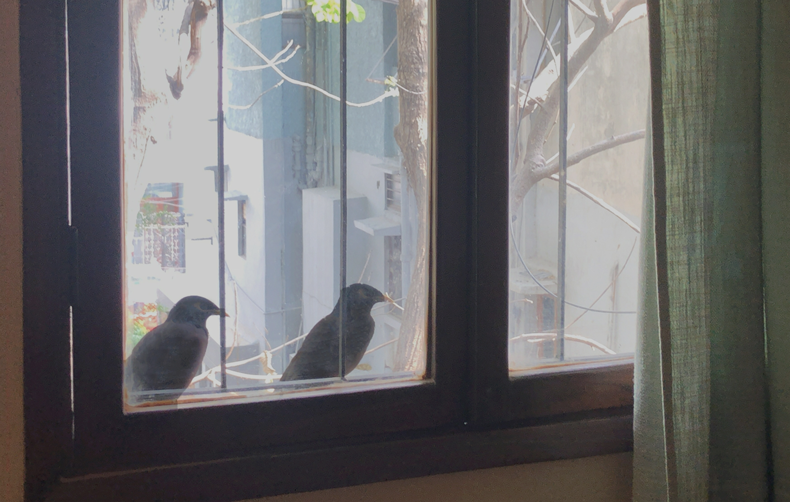 Mynas rest on a window ledge during a heatwave in Dellhi in April 2022, Joydeep Gupta