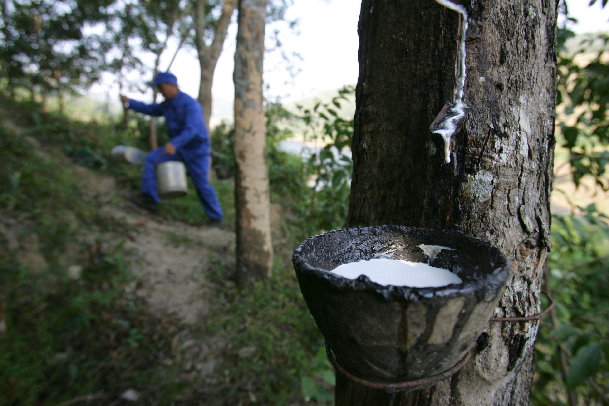 <p>A worker collects latex from a rubber tree in Sanya, in China&#8217;s Hainan province. The country is the world&#8217;s largest consumer of natural rubber. (Image: Andy Gao / Alamy)</p>