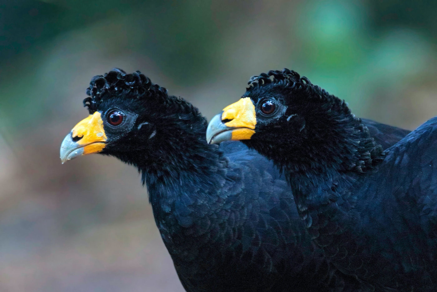 dois pássaros pretos com bicos amarelos