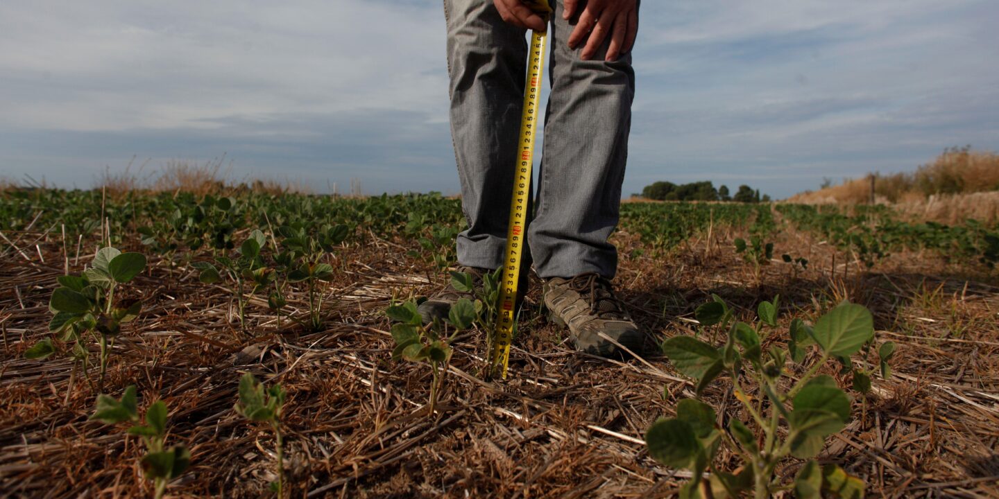 Feet and legs of a person measuring a soya bean plant