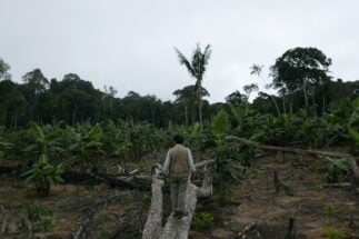 <p>Demetrio Pacheco camina por su concesión forestal en Madre de Dios, Perú, donde su hijo fue asesinado tras  casi una década de amenazas. El Acuerdo de Escazú podría aumentar la protección de los defensores medioambientales en Perú, pero el gobierno nacional aún no lo ha ratificado (Imagen: Jack Lo)</p>