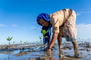 <p>Markets are developing for protecting and restoring coastal ecosystems that store carbon, such as these mangroves in East Timor (Image: <a href="https://www.flickr.com/photos/undpclimatechangeadaptation/49954136927/in/album-72157664454022324/">Yuichi Ishida</a>/<a href="https://www.flickr.com/photos/undpclimatechangeadaptation/">UNDP Timor-Leste</a> CC BY-NC 2.0)</p>
