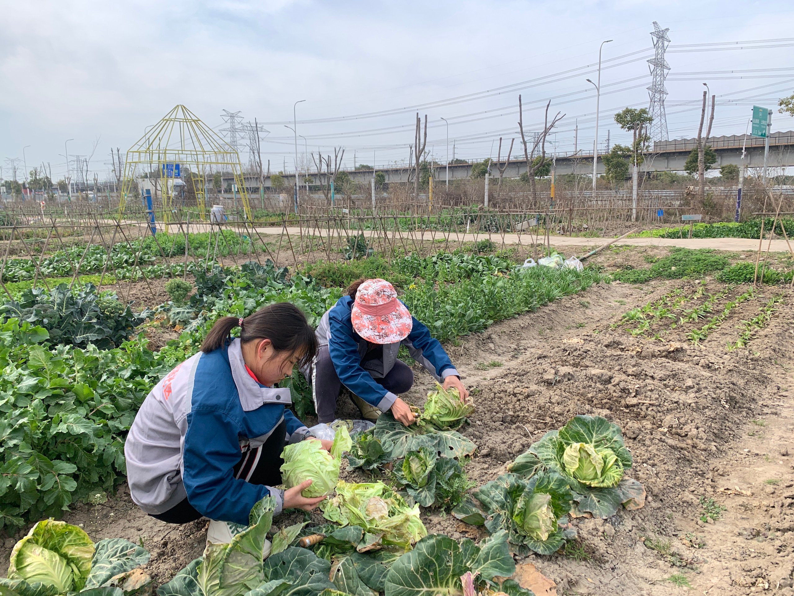 An eco-farm in the Shanghai village of Haiwa