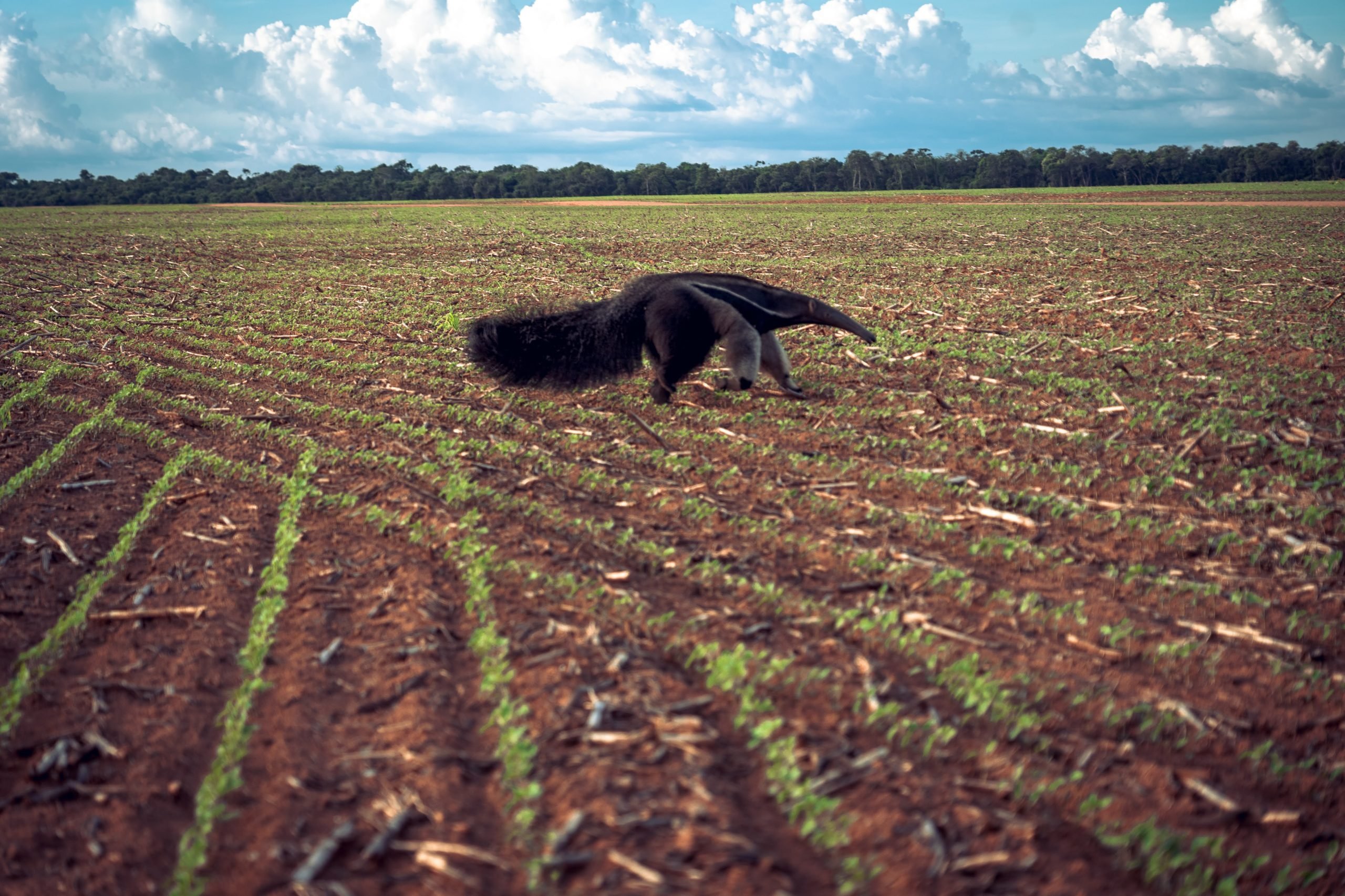 anteater over soybean field