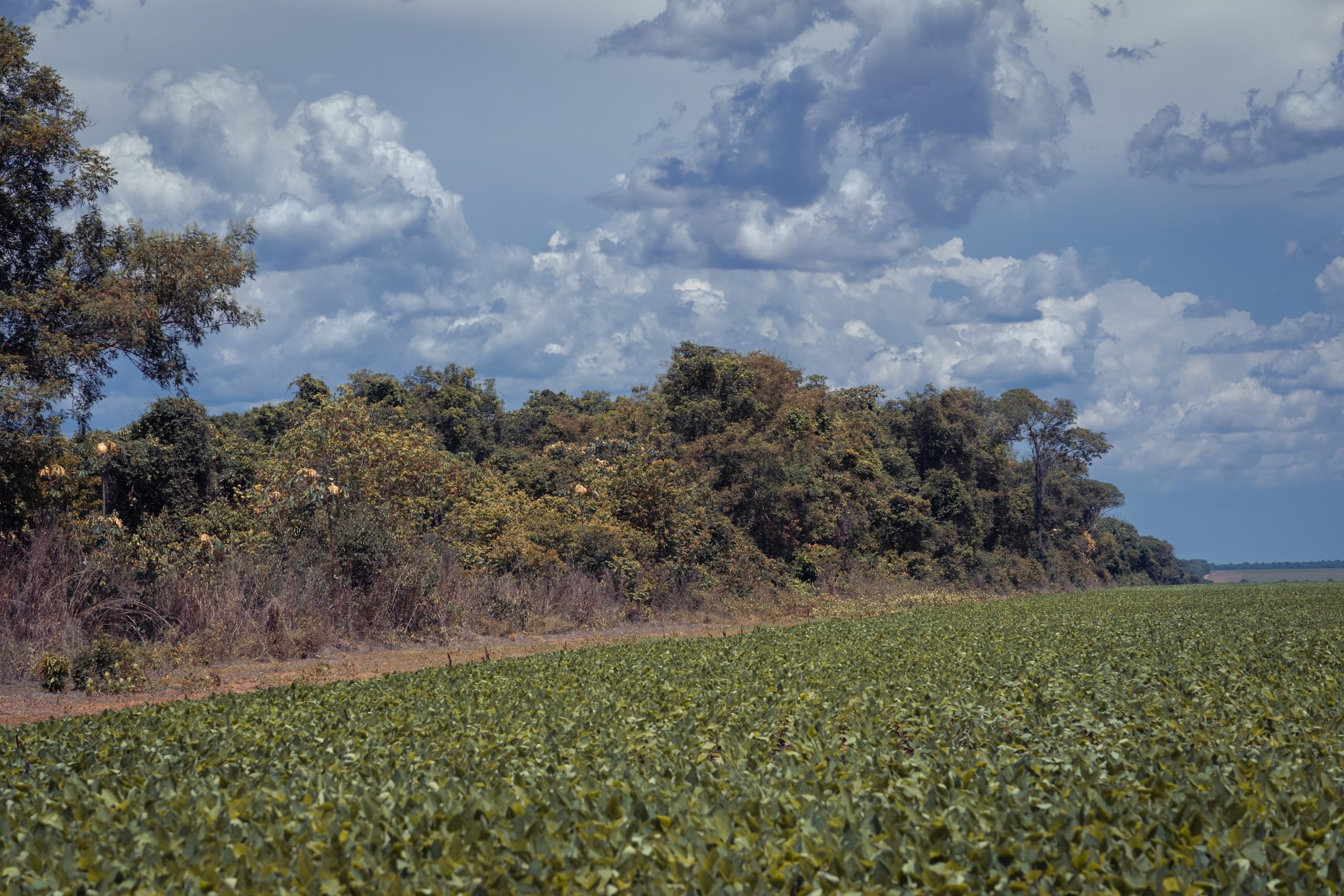 The border between the Wawi territory and the soybean farm