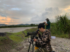 Woman uses a telescope to count shorebirds in Bako-Buntal Bay, Malaysian Borneo