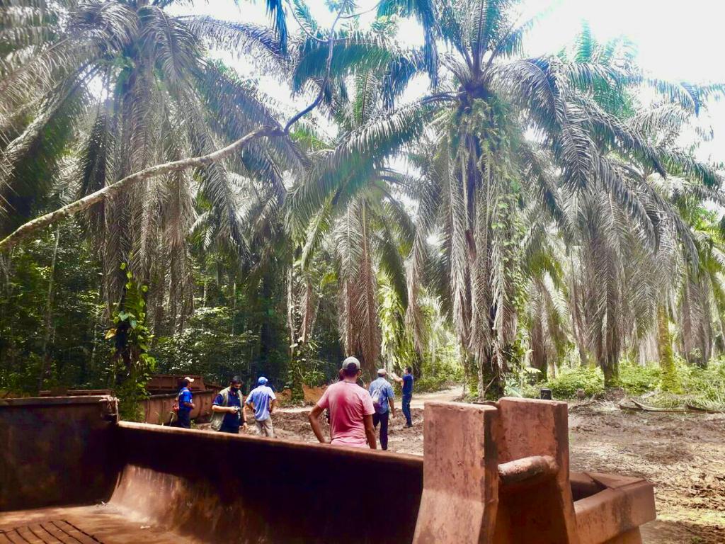 people standing among oil palm trees