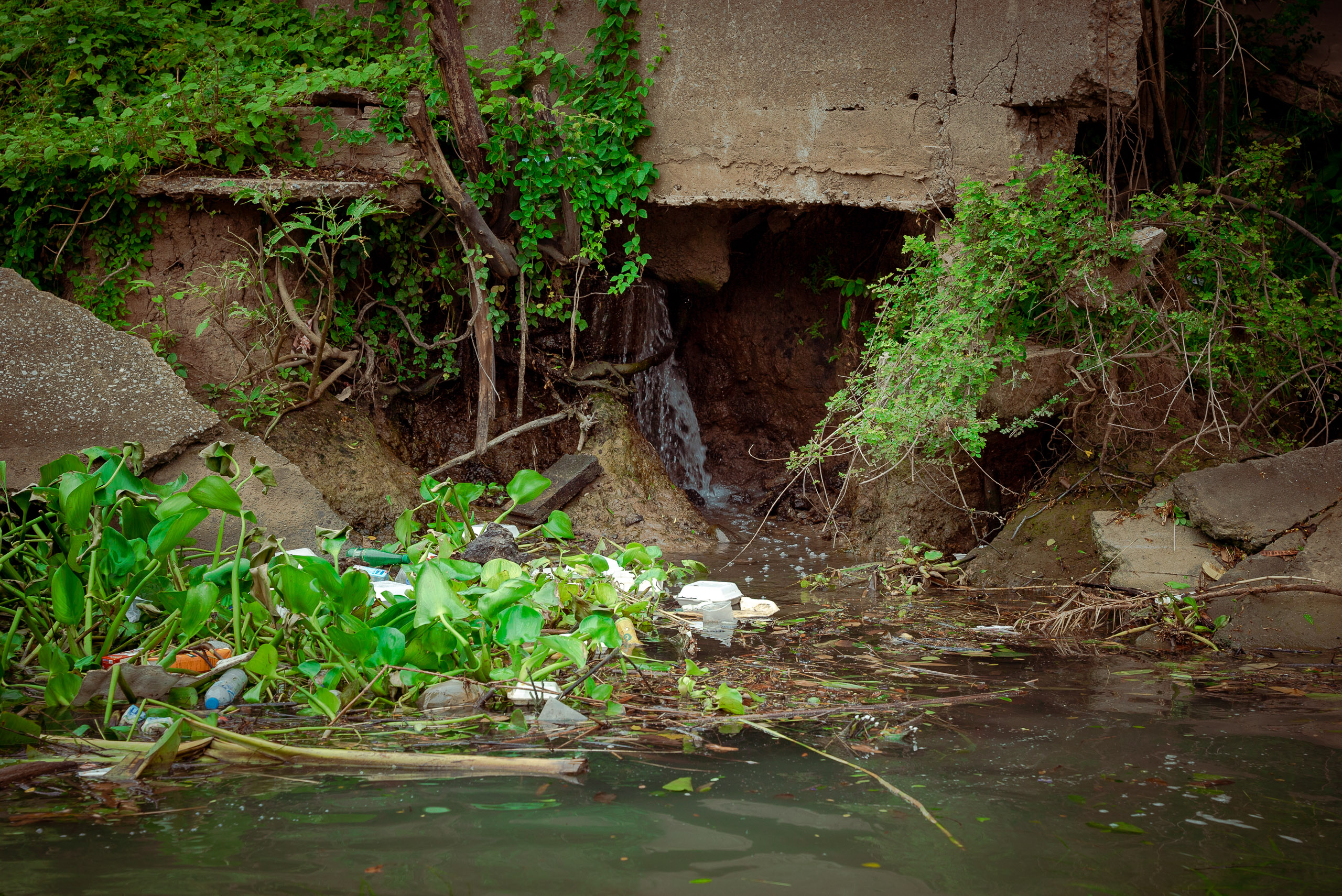 plastix waste trapped in water hyacinth