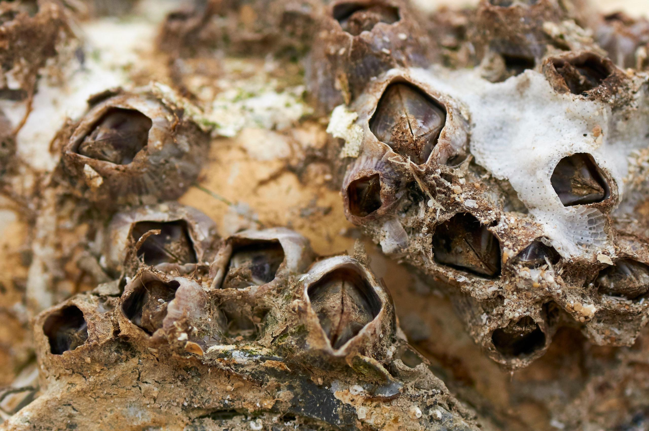 Closeup of striped barnacles or purple acorn barnacles (Amphibalanus amphitrite) on a ship hull. Biofouling, biological fouling.