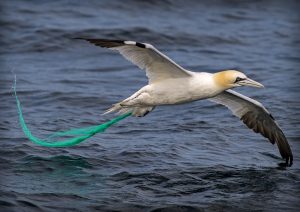 <p>A northern gannet entangled in a green fishing net in the UK waters of the North Sea (Image: © Marten van Dijl / Greenpeace)</p>