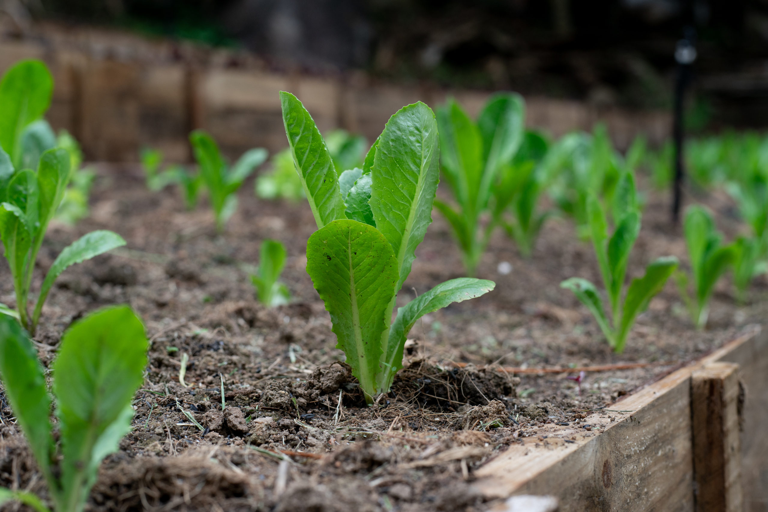 lettuce seedlings