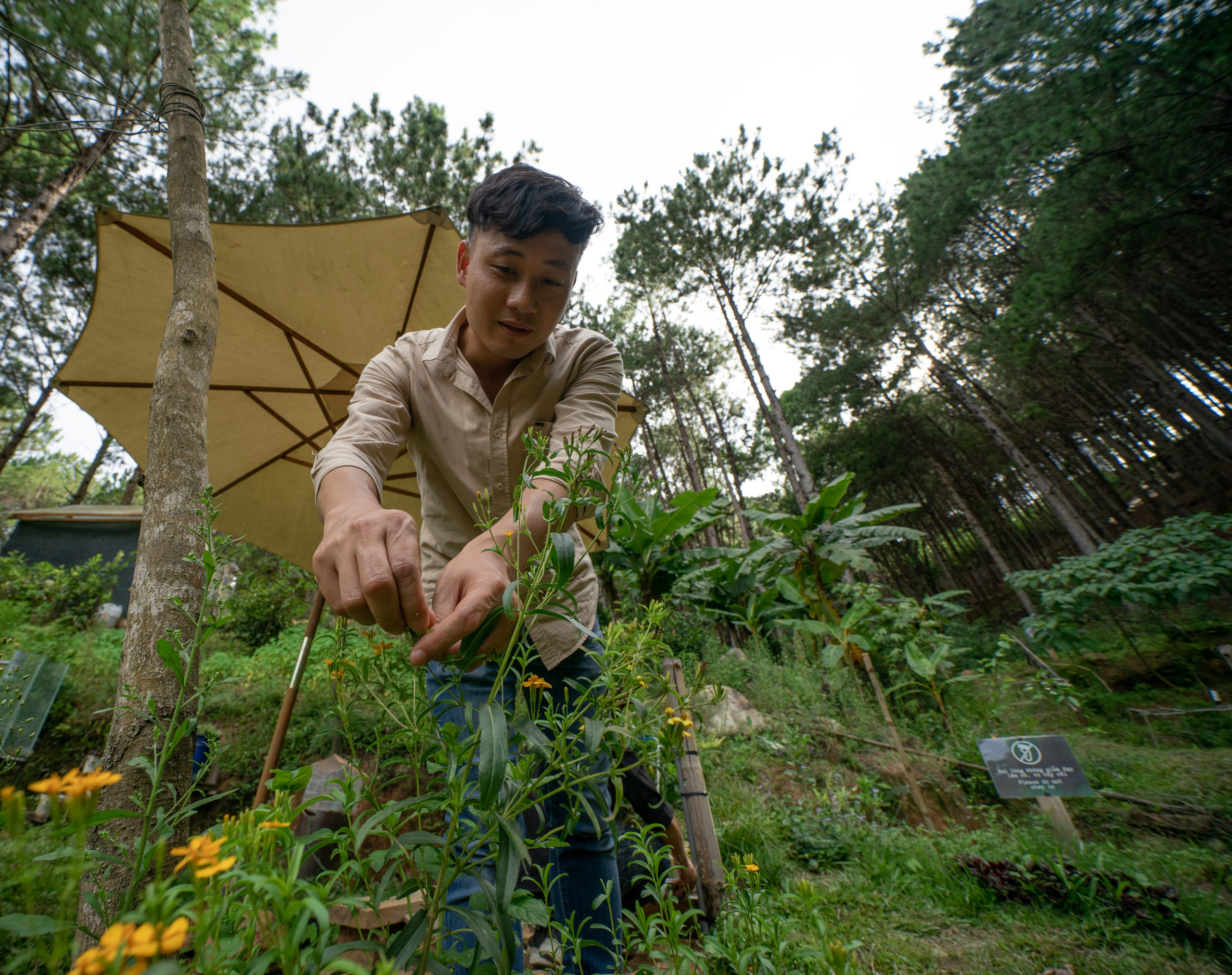 man picking herbs