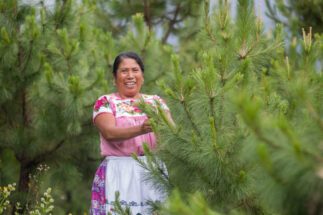 <p>Agricultora trabalha em terras da Ejido Verde, uma empresa sustentável de resina de pinheiro, em Michoacán, México. A empresa faz parte da Iniciativa 20&#215;20, um projeto presente na maioria dos países da América Latina que busca recuperar 50 milhões de hectares até 2030 (Imagem: Ejido Verde)</p>