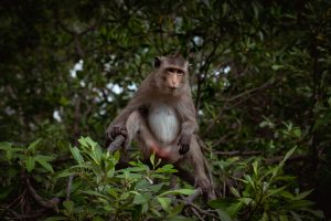 monkey among branches