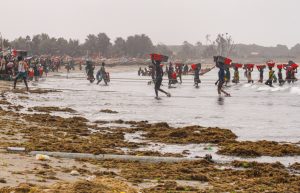 <p>冈比亚贡朱尔，渔民走过满是海藻的沙滩将鱼获送到岸边。图片来源：Mustapha Manneh / 中外对话海洋</p>