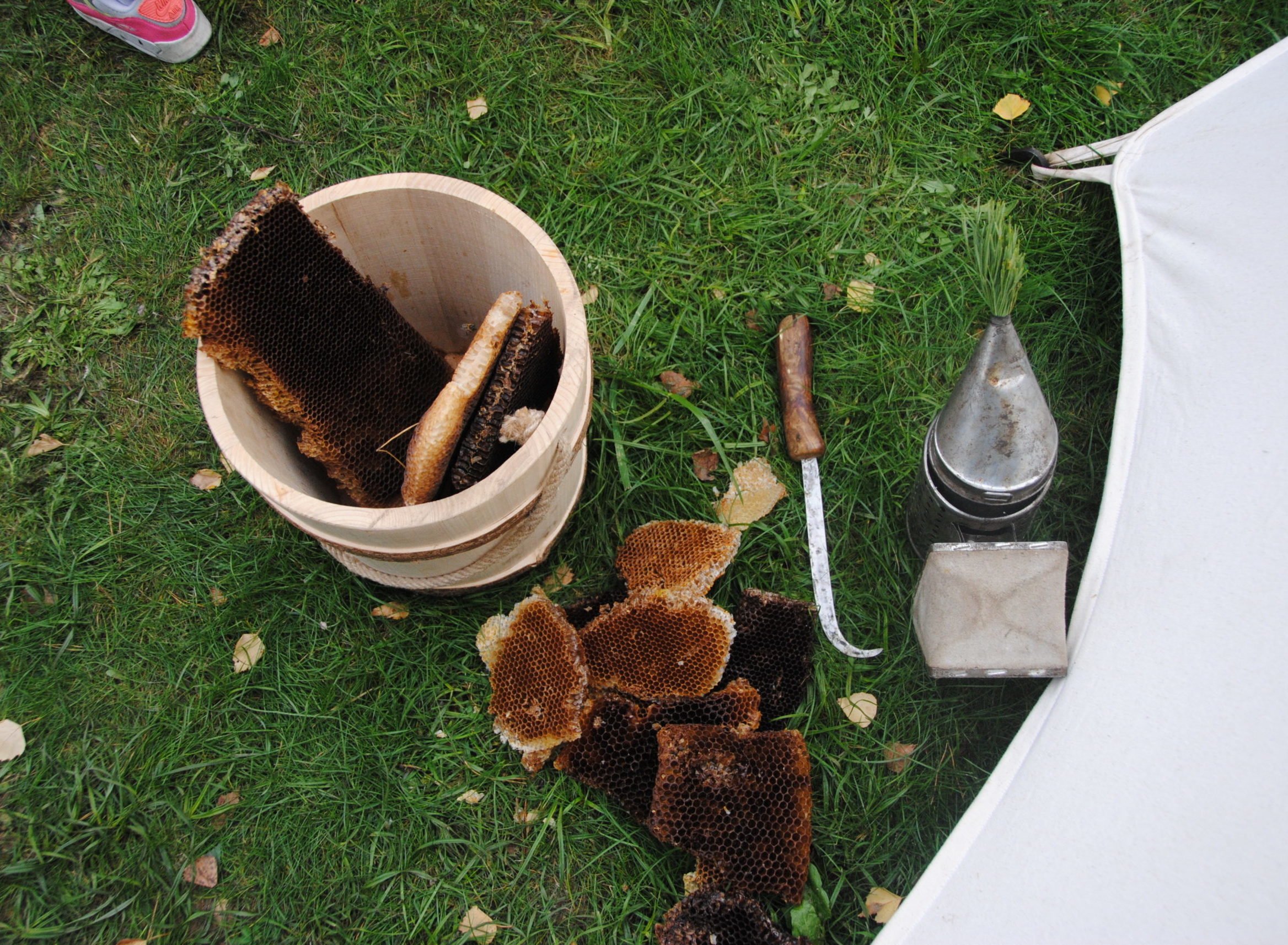 A bucket of honeycomb collected from a tree hive, with tools on the grass beside