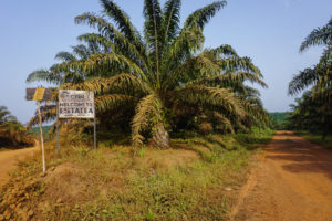 <p>塞拉利昂马伦酋长领地的索芬公司（Socfin）种植园。图片来源：Saidu Bah / 中外对话</p>