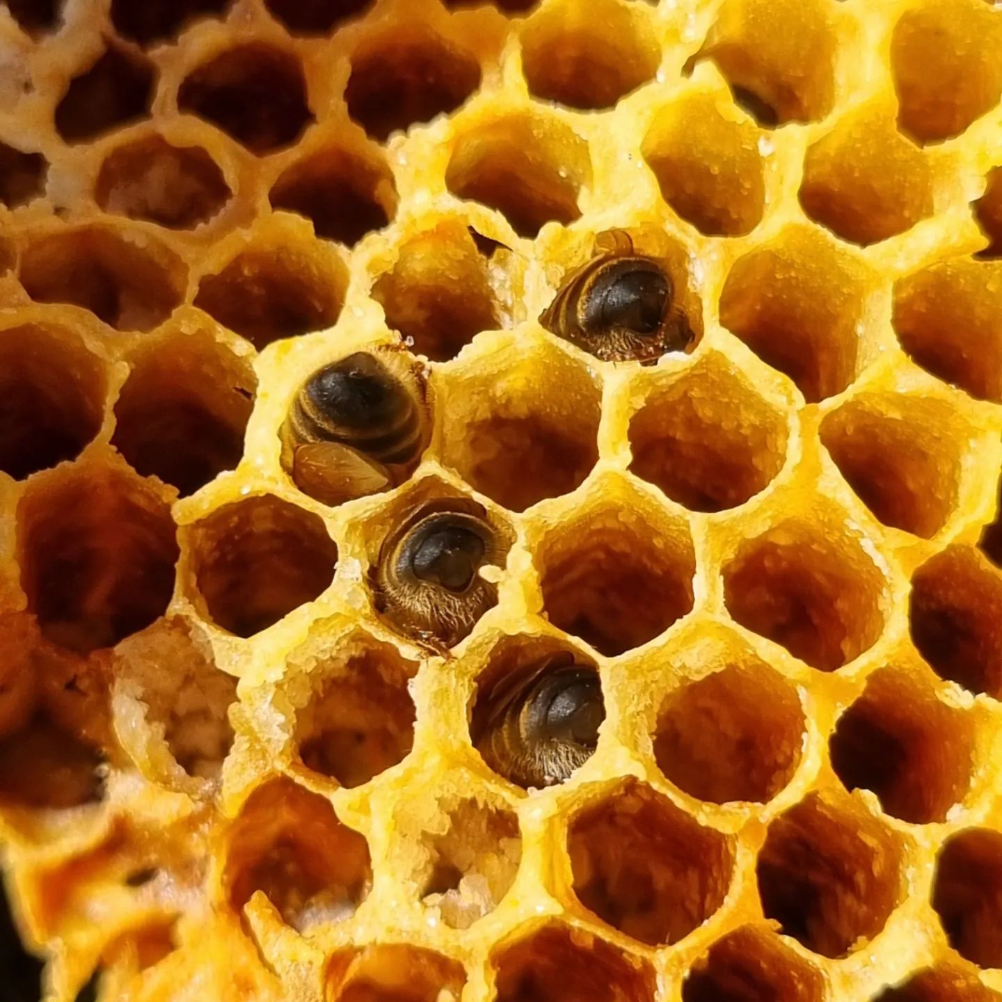 Close up of honeybees eating honey out of a yellow honeycomb hexagonal structure
