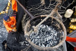 <p>Fed fish and crustaceans accounts for half of China’s aquaculture output and use millions of tonnes of low value “feed-grade” fish from Chinese waters alone (Image: Alamy)</p>