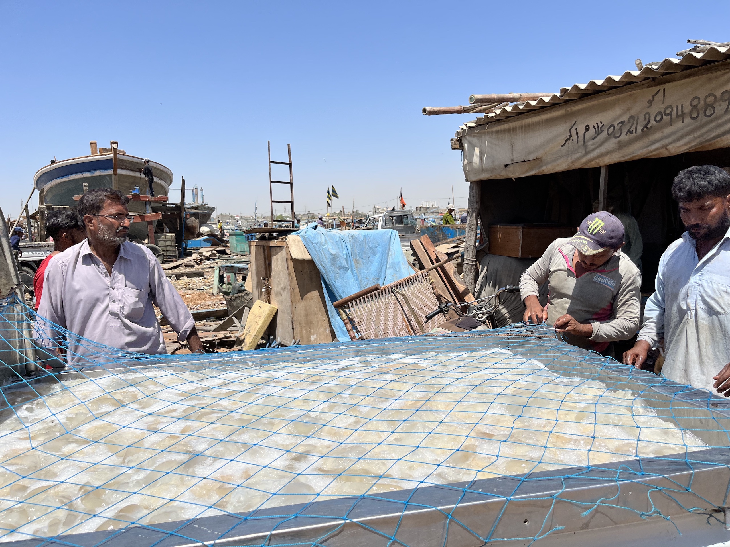 Fishers in Ibrahim Hyderi village, near Karachi, load the day’s jellyfish catch onto a truck for transportation to the local market 