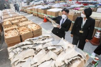 Hong Kong customs officials inspecting seized contraband items including fish bladder and sharkfin