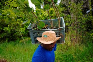 <p>Trabalhador carrega árvores para o plantio como parte de um projeto de reflorestamento em Mato Grosso, em 2020. A América Latina é uma das regiões mais vulneráveis às mudanças climáticas, mas projetos de adaptação e mitigação crescem no continente (Imagem: Alexandre Meneghini / Alamy)</p>