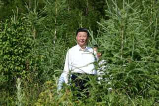 Xi Jinping entre arbustos