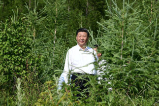 Xi Jinping frolics in the bushes