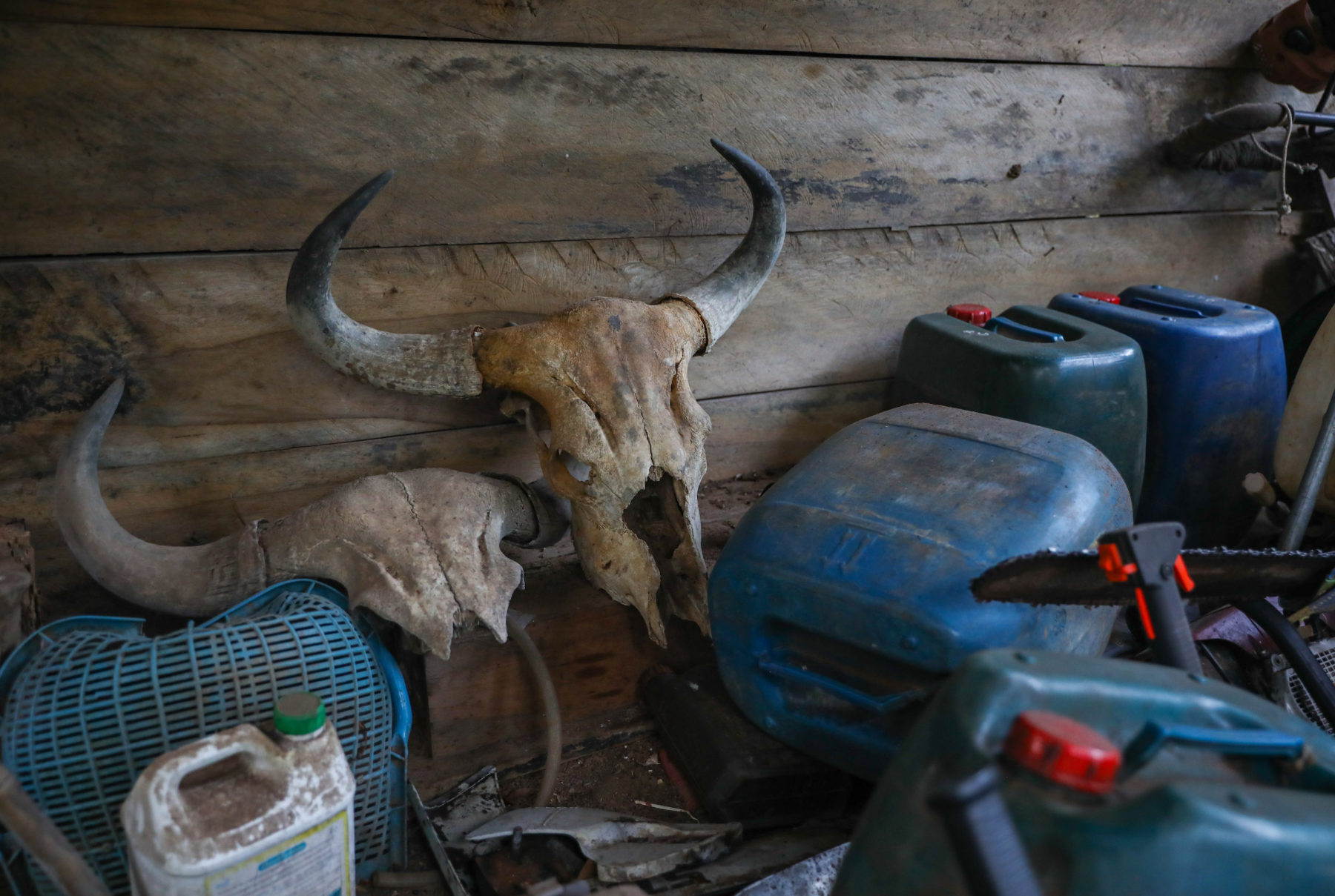 banteng skulls in storage area