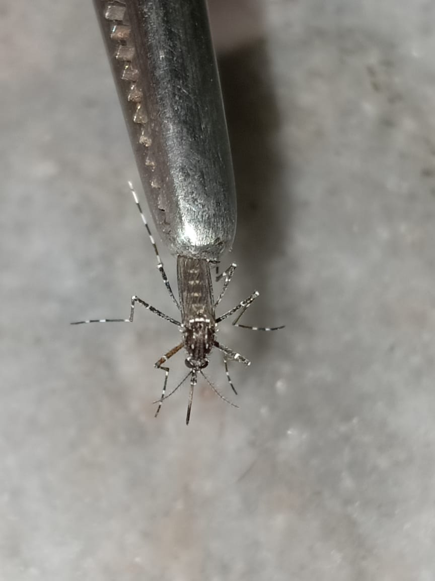 Mosquito hatching