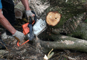<p>If a perpetrator in a civil case of environmental damage purchases forest carbon credits to offset compensation liabilities, that could serve as the basis for a decision to not prosecute, or to show leniency (Image: Alamy)</p>